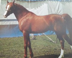 stallion Alhanac ox (Arabian thoroughbred, 1984, from Alhabac ox)