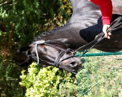 dressage horse Pimpollo (KWPN (Royal Dutch Sporthorse), 2010, from Sandro Hit)