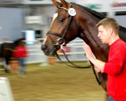 dressage horse Hengst von Rubinstein I (Westphalian, 2010, from Rubinstein I)