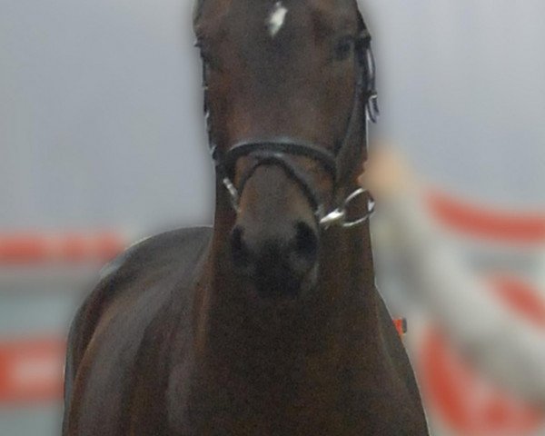 Dressurpferd Rubinero K (Oldenburger, 2010, von Royal Doruto OLD)