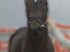 dressage horse Rubinero K (Oldenburg, 2010, from Royal Doruto OLD)