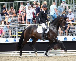 dressage horse First Lady 313 (Oldenburg, 2018, from Fürst Jazz)