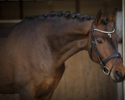 dressage horse Fuerst Ferdinand Ad (Oldenburg, 2015, from Fürstenball)