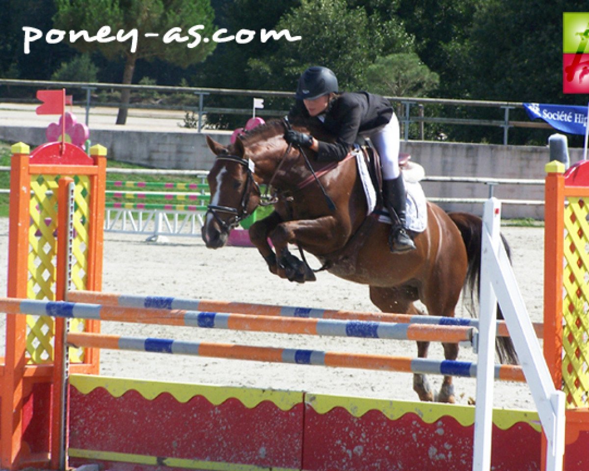 Deckhengst Quilebo d'Angrie (Französisches Pony, 2004, von Linaro)