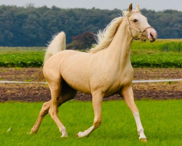 horse Merværdi's Månelys (Czech Warmblood, 2019, from McJonnas)