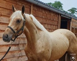 Pferd Mc Golden Flame (KWPN (Niederländisches Warmblut), 2019, von McJonnas)