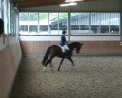 dressage horse Dondolero (Oldenburg, 2007, from Don Romantic)