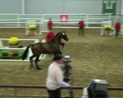 dressage horse Sir Pütti (Westphalian, 2010, from Son of Cologne)