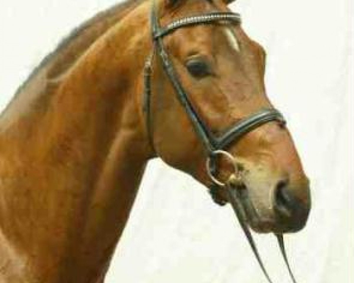 Deckhengst Lenardo (Westfale, 1999, von Lupicor)