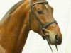 stallion Lenardo (Westphalian, 1999, from Lupicor)