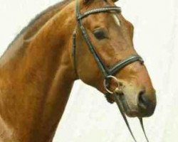 stallion Lenardo (Westphalian, 1999, from Lupicor)