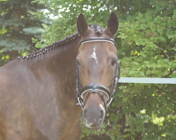 horse Tara (German Riding Pony, 1999, from Marco Polo)