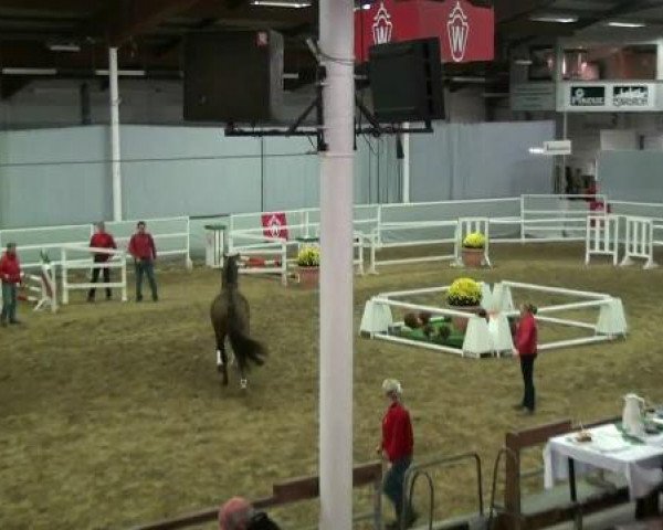 dressage horse Hengst von Johnson (Westphalian, 2010, from Glock's Johnson Tn)