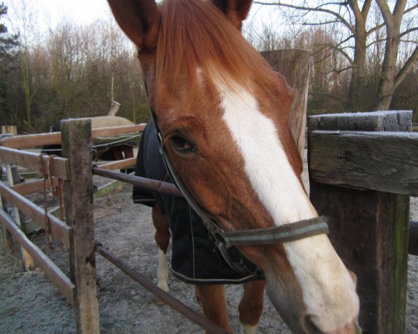 horse Leo K. (Westphalian, 1996, from Landro L)