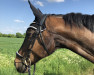 broodmare Margarethenhof's Sissi (Westphalian, 2009, from Swarovski)