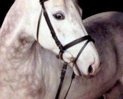 dressage horse Mr. Add (German Riding Pony, 2001, from Montego)