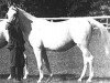 broodmare Amneris 1940 ox (Arabian thoroughbred, 1940, from Amurath Sahib 1932 ox)