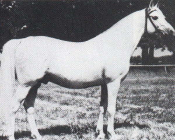 stallion Aquinor 1951 ox (Arabian thoroughbred, 1951, from Miecznik 1931 ox)