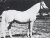 stallion Aquinor 1951 ox (Arabian thoroughbred, 1951, from Miecznik 1931 ox)