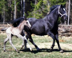 broodmare Grandezza (Oldenburg, 1991, from Grannus)