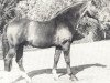 stallion Equuleus (Hanoverian, 1967, from Eindruck II 3914)