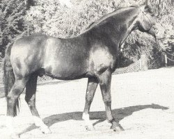 stallion Equuleus (Hanoverian, 1967, from Eindruck II 3914)