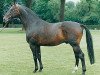 stallion Erbherzog (Hanoverian, 1980, from Equuleus)