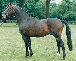 stallion Erbherzog (Hanoverian, 1980, from Equuleus)