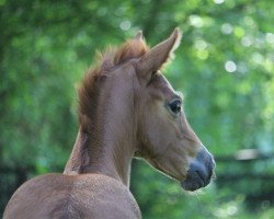 dressage horse She's Alic'e (Oldenburg, 2022, from DSP VA Bene)