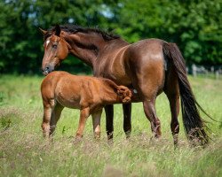 broodmare Samara (Oldenburg, 2015, from Don Frederic 3)