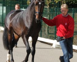 dressage horse Abelard (Westphalian, 2010, from Ampère)