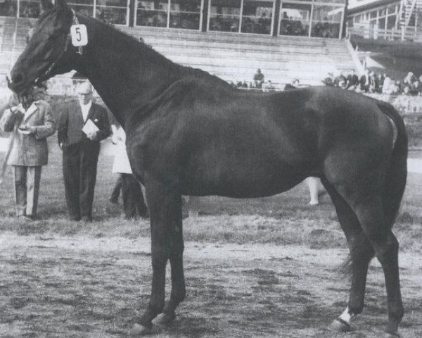 stallion Millerole xx (Thoroughbred, 1956, from Cobalt xx)