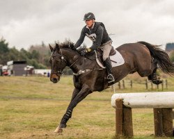 dressage horse Henton Ambassador (New Zealand Warmblood, 2011, from Anamour)