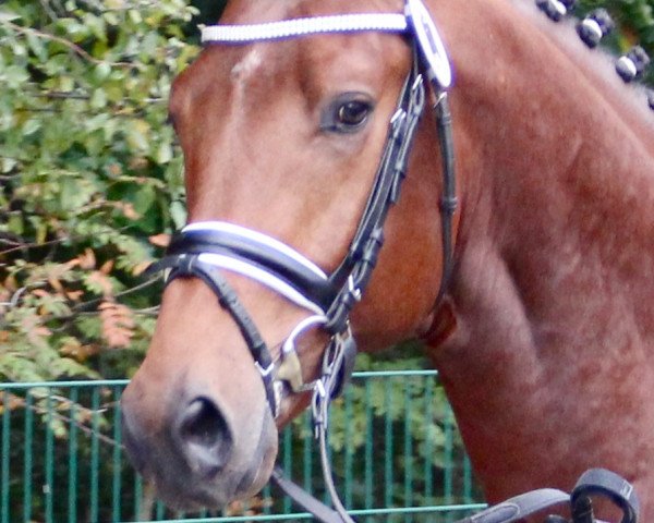 stallion Apeldoorn (KWPN (Royal Dutch Sporthorse), 2010, from Ampère)