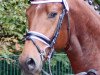 stallion Apeldoorn (KWPN (Royal Dutch Sporthorse), 2010, from Ampère)
