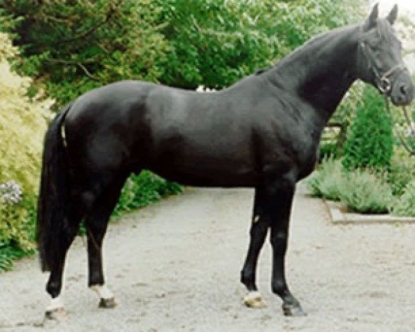 stallion Anamour (Hanoverian, 1991, from Aalborg)