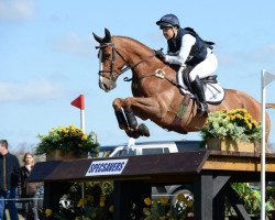 dressage horse Henton Attorney General (New Zealand Warmblood, 2000, from Anamour)