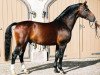 stallion Veritas (Heavy Warmblood, 1999, from Valerius Mo 1478)