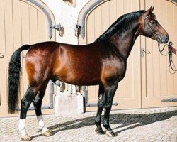 Deckhengst Veritas (Schweres Warmblut, 1999, von Valerius Mo 1478)