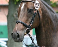 broodmare Kilkenny (Trakehner, 1993, from Kennedy)