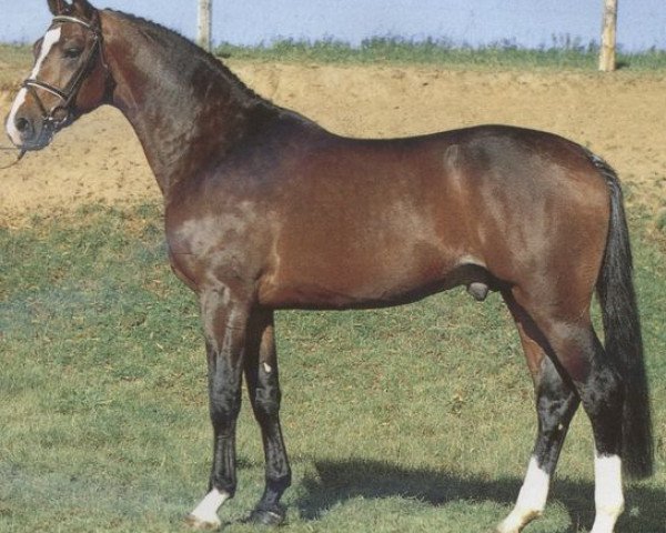 stallion Lanthano (Hanoverian, 1989, from Lanthan)