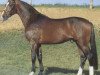 stallion Lanthano (Hanoverian, 1989, from Lanthan)