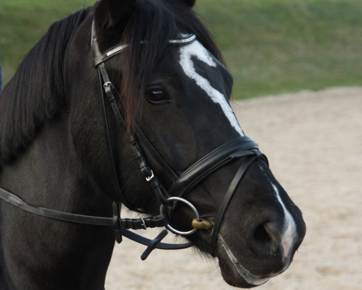 Zuchtstute Tynged's little Lana (Welsh-Cob (Sek. D), 2004, von Tynged Calon Lân)