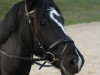 broodmare Tynged's little Lana (Welsh-Cob (Sek. D), 2004, from Tynged Calon Lân)