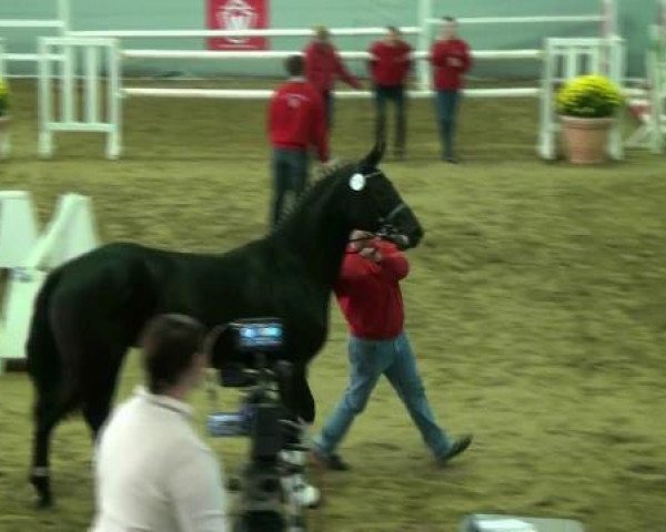 dressage horse Hengst von Sarkozy 3 (Hanoverian, 2010, from Sarkozy 3)