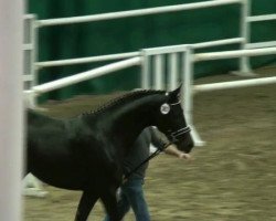 dressage horse Hengst von Rock Forever NRW (Westphalian, 2010, from Rock Forever NRW)