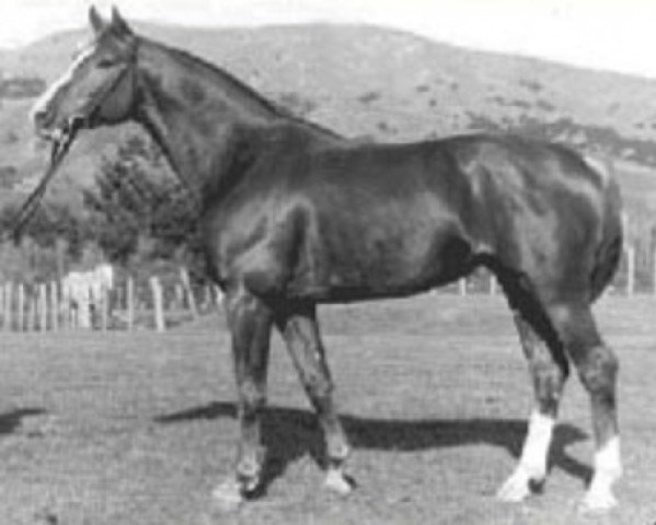 stallion Distelfink (Hanoverian, 1978, from Diskus)