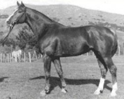 stallion Distelfink (Hanoverian, 1978, from Diskus)