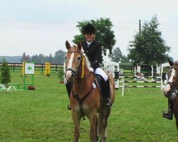 dressage horse Krunch (Haflinger, 1998, from Afram Virko)