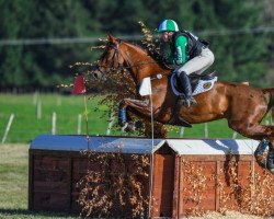 dressage horse Henton Audacious (New Zealand Warmblood, 2013, from Anamour)